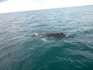 Whale watching in Island