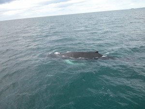 Whale watching in Husavík