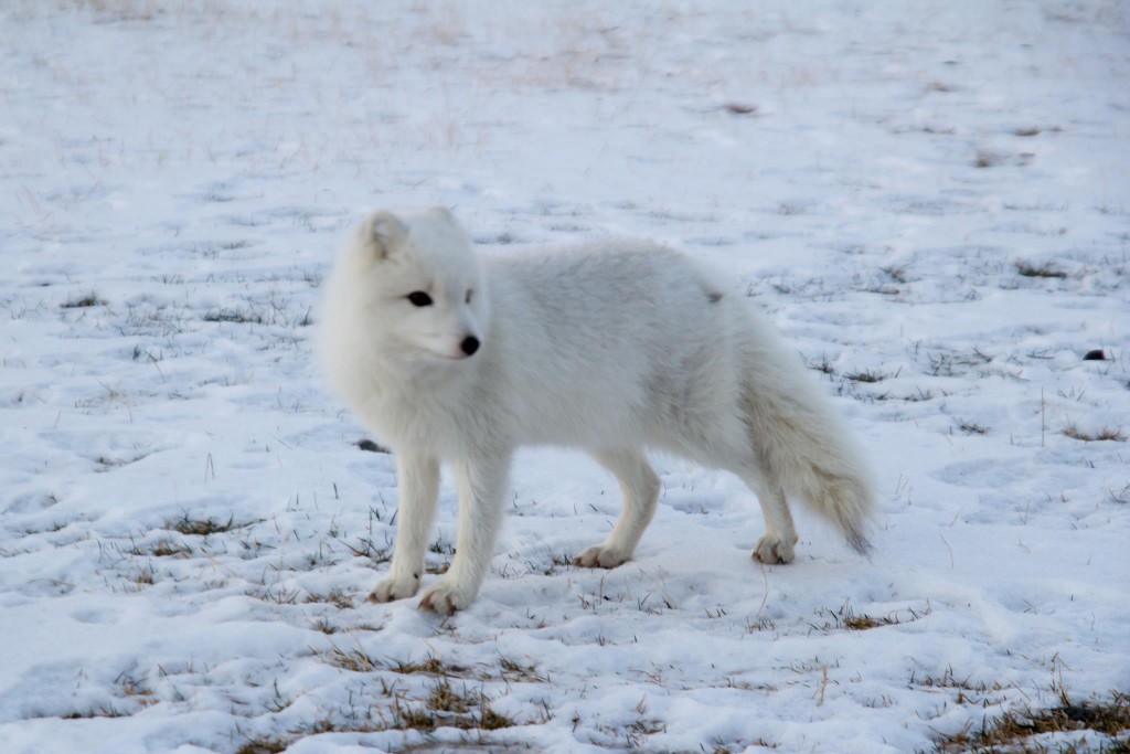 Polarfuchs in Island