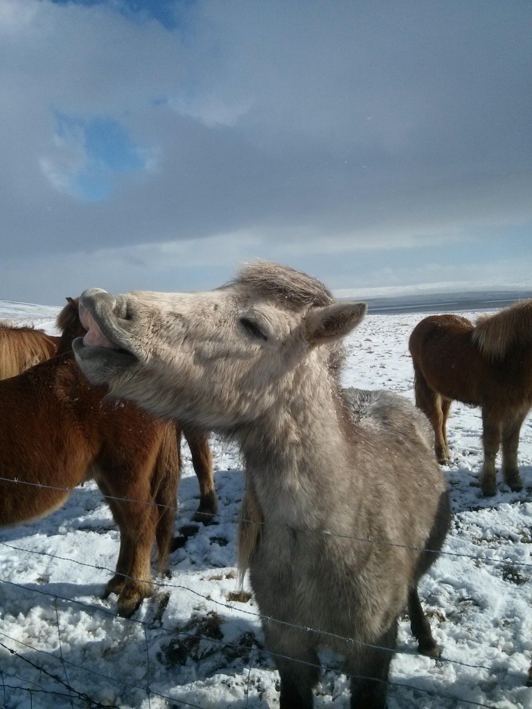 Isländer (...das Pferd)