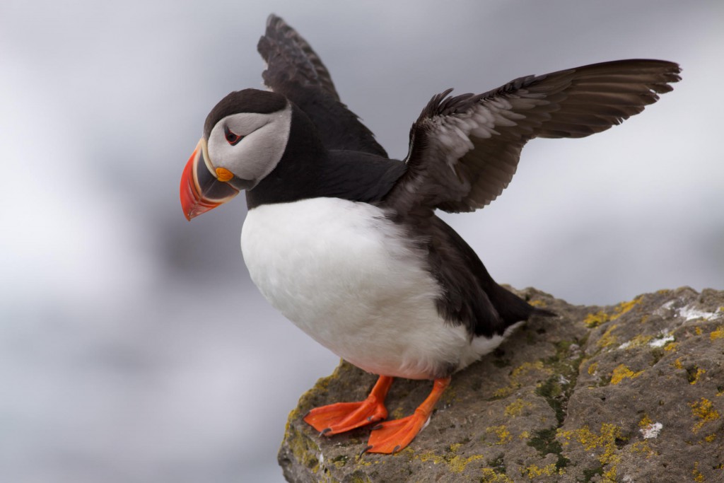 Isländischer Puffin... kurz vor... ihr wisst schon!