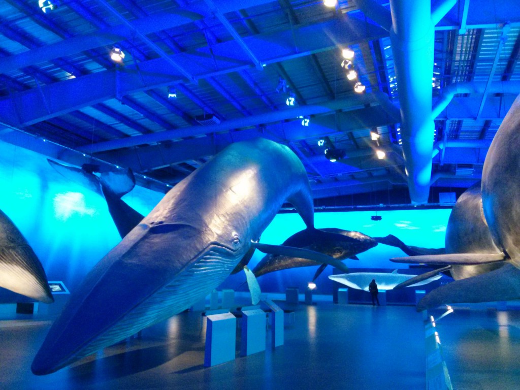 Bei Whales of Iceland kannst du originalgetreue Modelle von Walen bestaunen