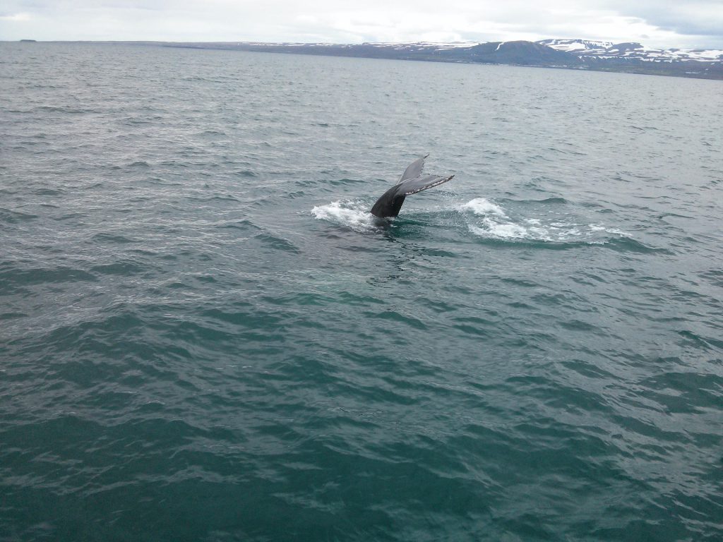 Foto Island Whale Watching