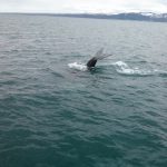 Foto Island Whale Watching