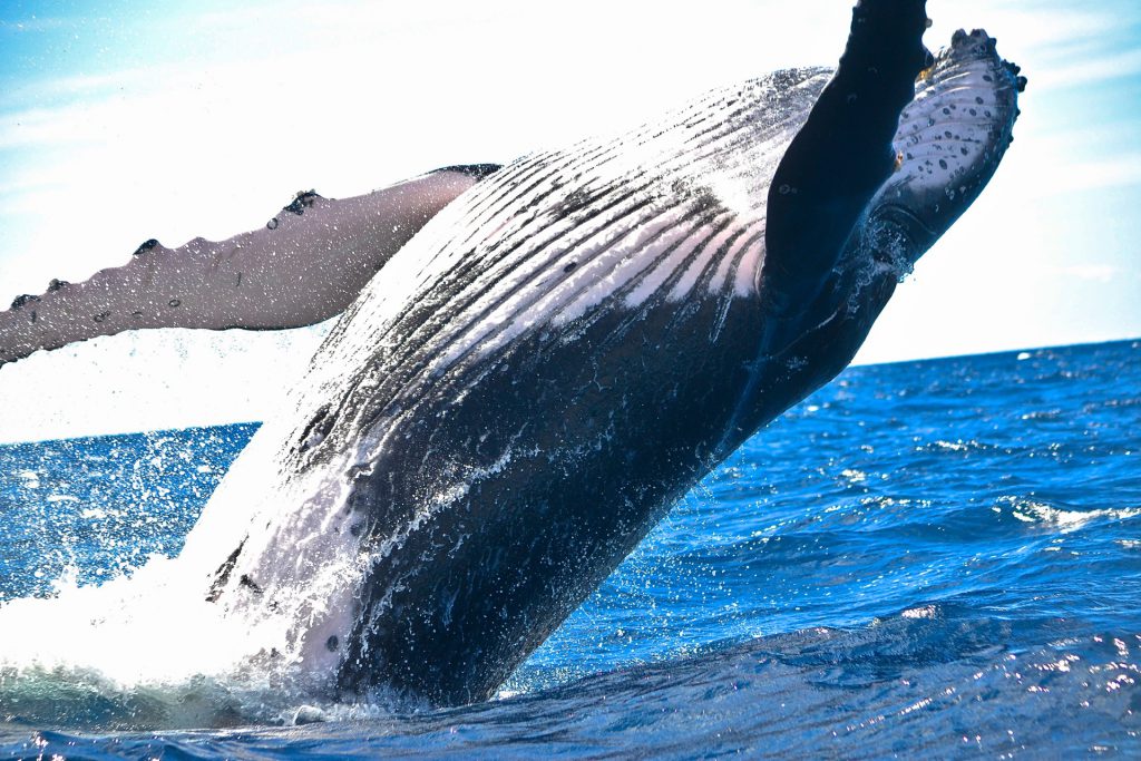 Reisetipp in island: Whale Watching