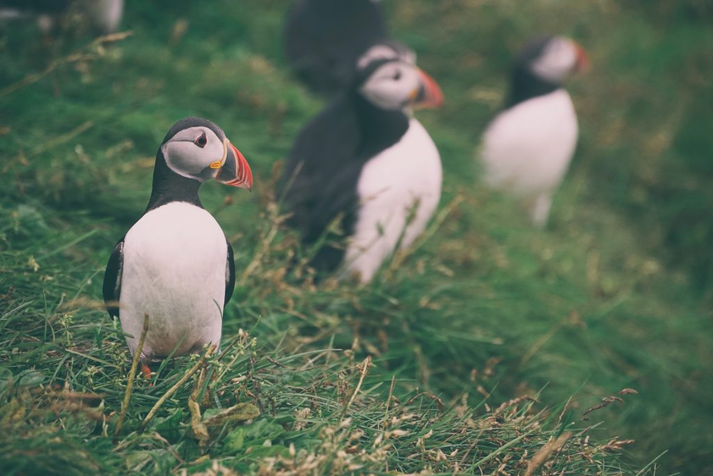 Puffin auf Vestmannaeyjar