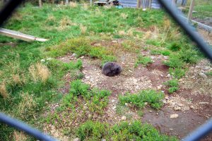 Polarfüchse: Das arctic fox centre in den Westfjorden