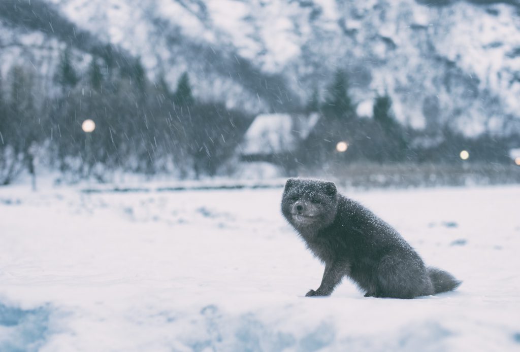 Ein glücklicher Polarfuchs in þórsmörk in Island