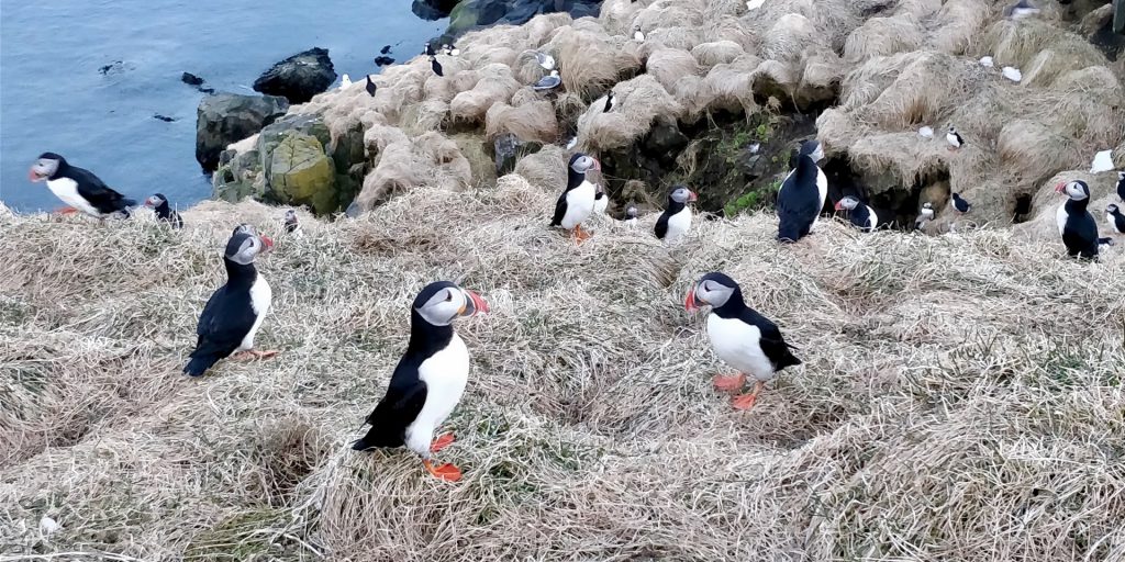 Papageitaucher / Puffins in Borgarfjörður Eystri