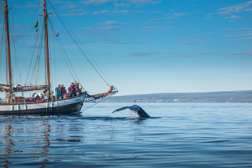 Die beste Zeit zum Whale Watching in Island ist der Hochsommer