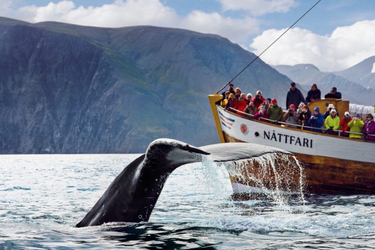 Whale Watching in Island Tipps, Erfahrungen und die beste Zeit