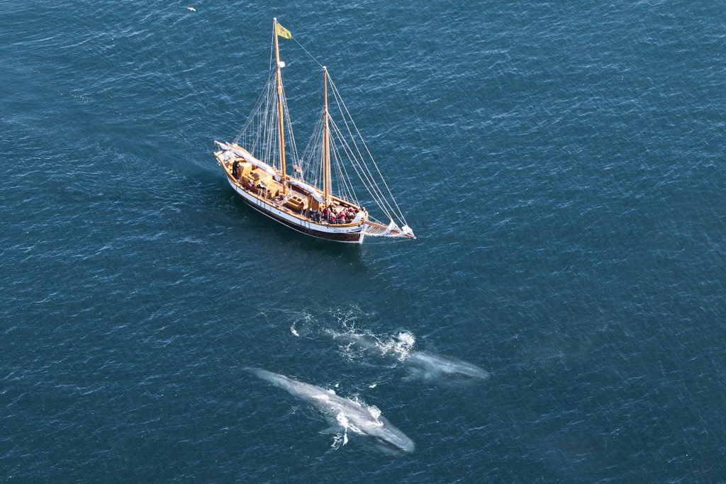 Seltene Gäste: Auch Blauwale kann man beim Whale Watching in Island manchmal sehen