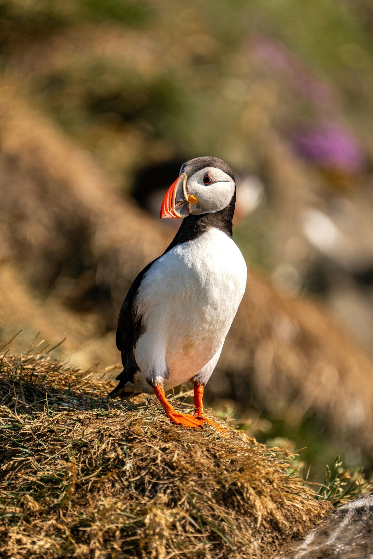Papageitaucher auf einer Klippe in den Westfjorden Islands